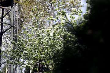 بهار در قاب دانشگاه علوم بهزیستی و توانبخشی